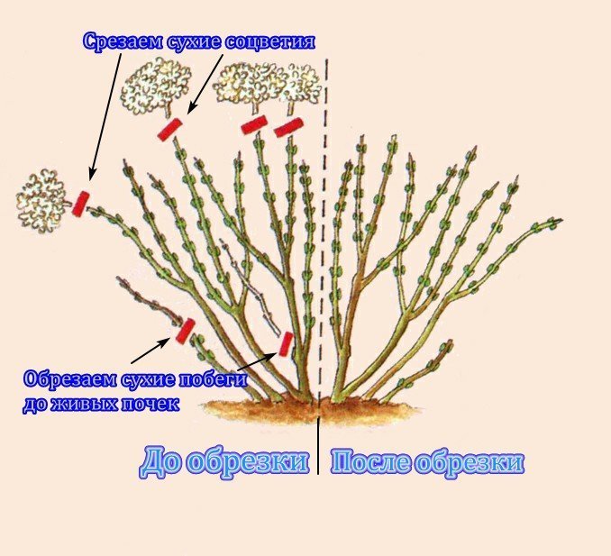 Обрезка гортензии