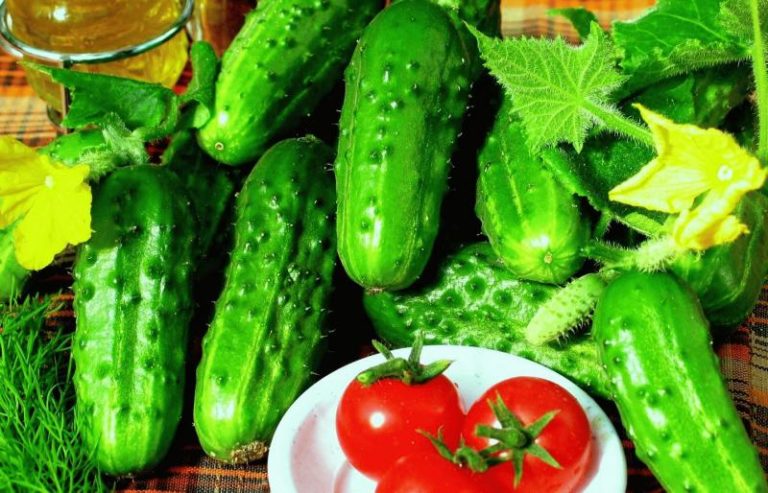 Огурцы Конкурент характеристика и описание сорта, посадка