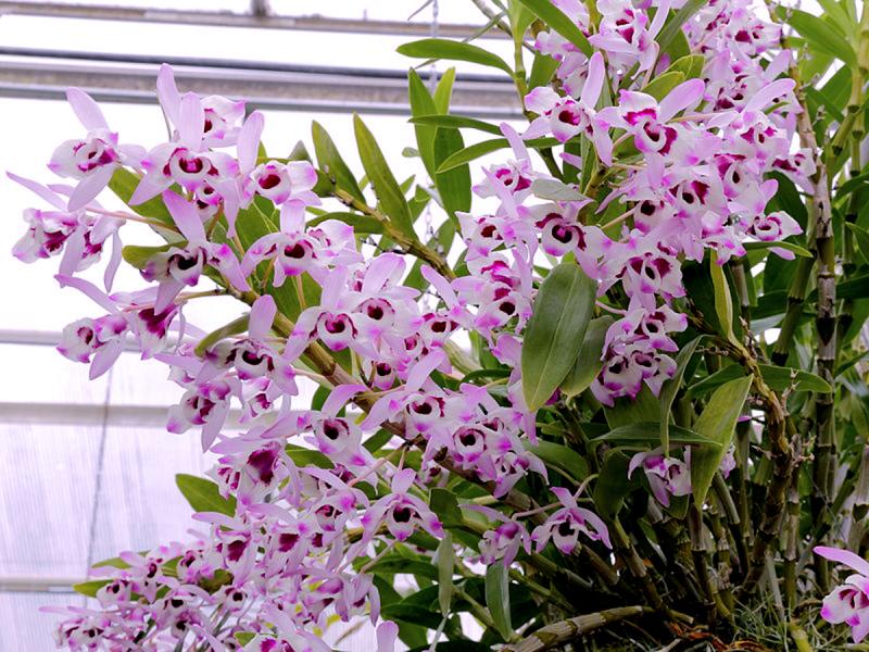 Орхидея благородная