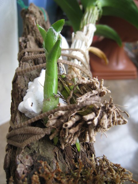 Орхидея Дендробиум нобиле на блоке