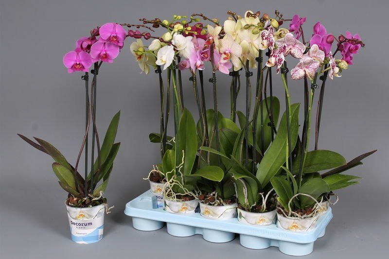 Орхидея как размножать в домашних условиях