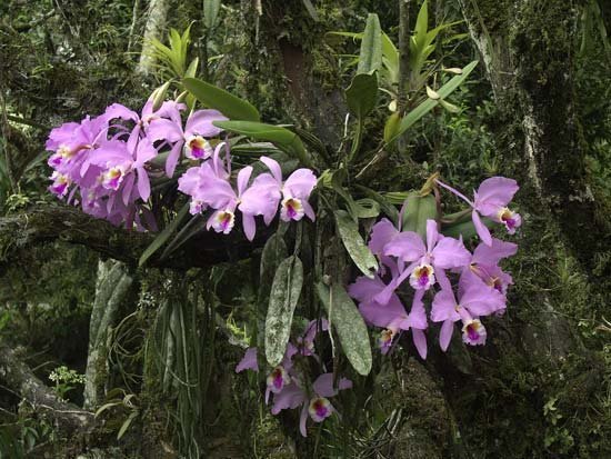 Орхидея Каттлея в природе