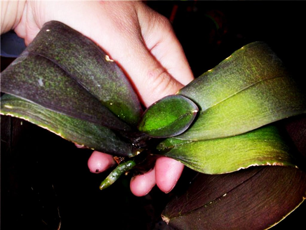 Почерневший лист фаленопсиса