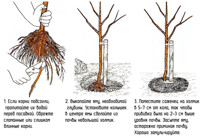 Посадка черешни