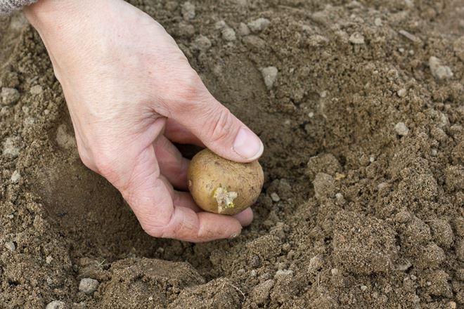 Процесс посадки картофеля