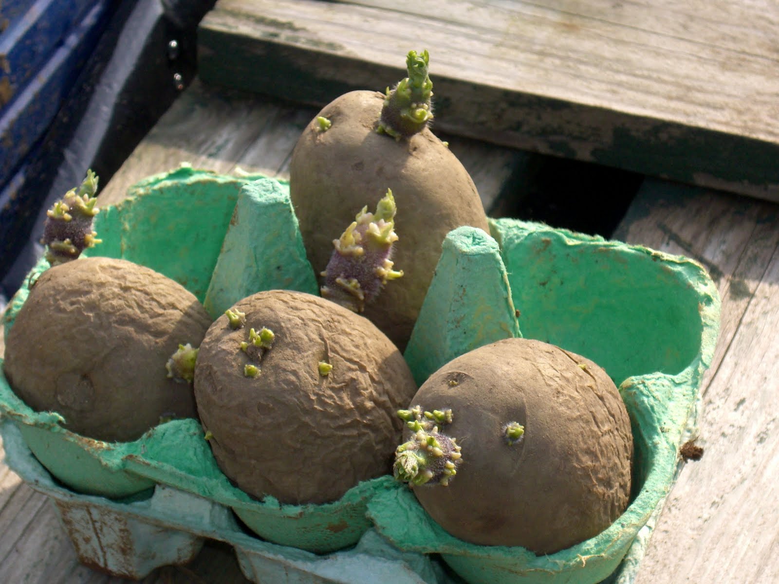 Когда доставать картошку на проращивание для посадки. Сорт картофеля Коломбо. Рассада картофеля. Рассада картофеля клубнями. Пророщенный картофель.