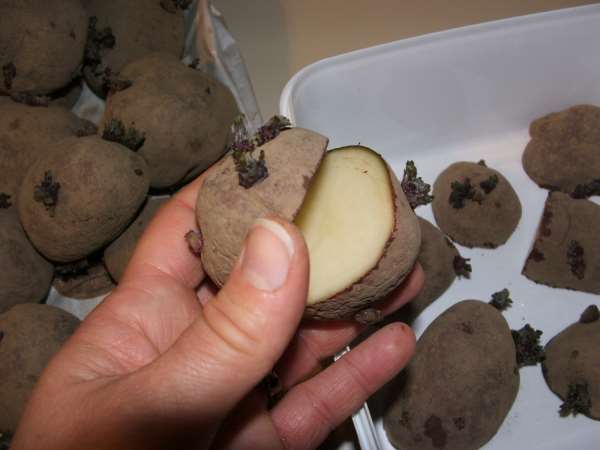 Разрезание клубней картофеля