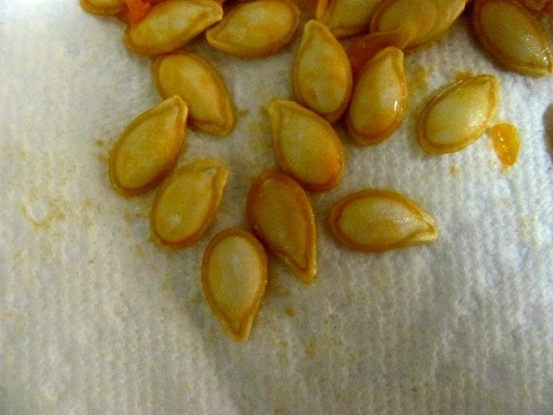 семена кабачка