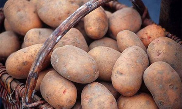 Лучшие сорта картофеля для Средней полосы России: описание урожайных иновых видов