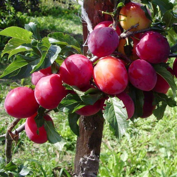 Слива персиковая: описание сорта с фото, характеристики, правила выращивания, отзывы