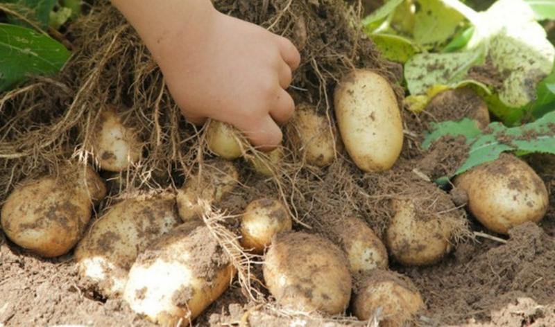 Сорт картофеля Удача: описание с фото и основные характеристики