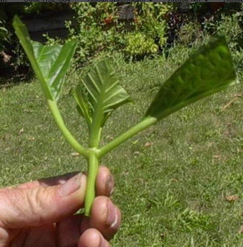 Срезанные листья черенка гортензии