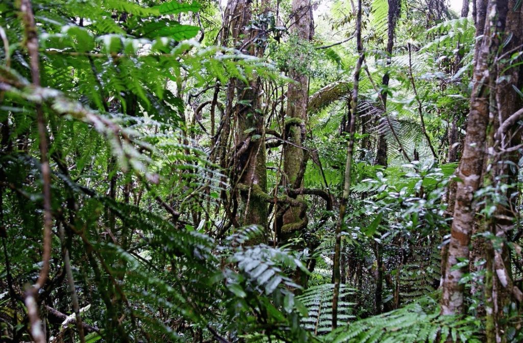 Тропические леса острова Мадагаскар