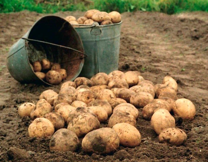 Сбор урожая картофеля