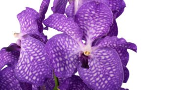 ванда орхидея