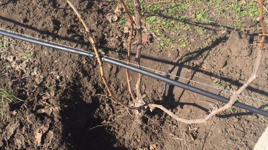 Виноградный куст с корнем
