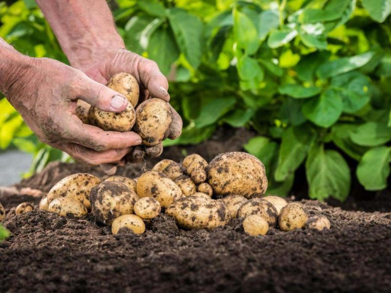 Самые вкусные сорта картофеля для пюре, жарки, варки: особенности поздних иурожайных видов, отзывы