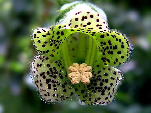 Зеленый цветок колерии в крапинку