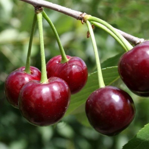 Ягоды Жуковской вишни на плодоножках