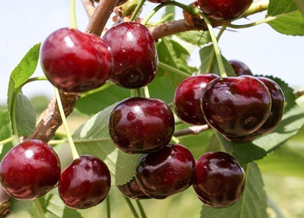 Зреющие ягоды Жуковской вишни