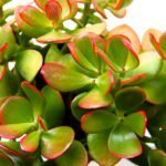 Crassula Arborescens