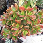 Crassula Hummel's Sunset