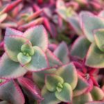Crassula Pellucida Rubra