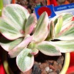 Crassula Shin Kagetsu Nishiki