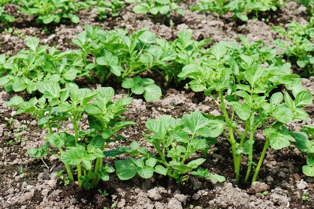 Как сажать картошку, чтобы получить хороший урожай, технологии посадки ивыращивания