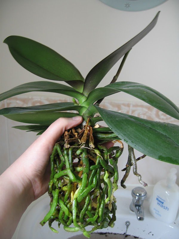 Здоровая корневая система орхидеи