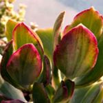 Crassula Tricolor