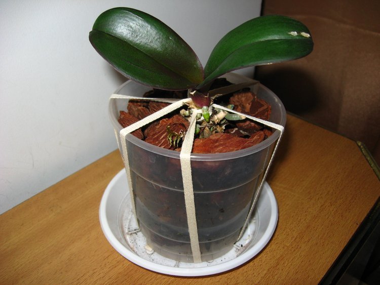Орхидея без корней на реанимации