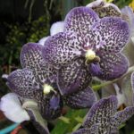 Орхидея Ванда Gordon Dillon Lea