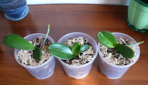 Доращивание деток орхидеи