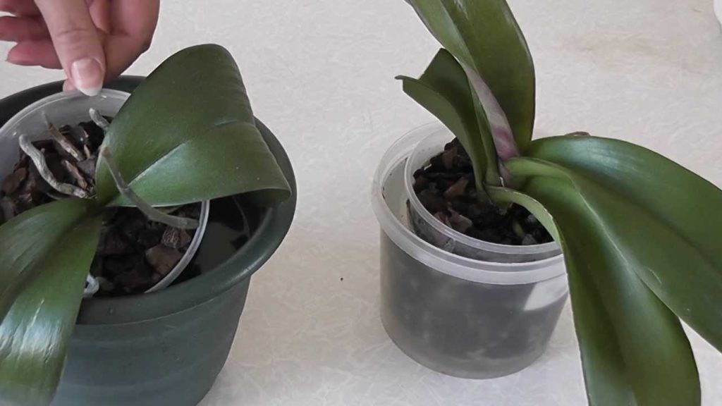 Полив орхидей методом окунания