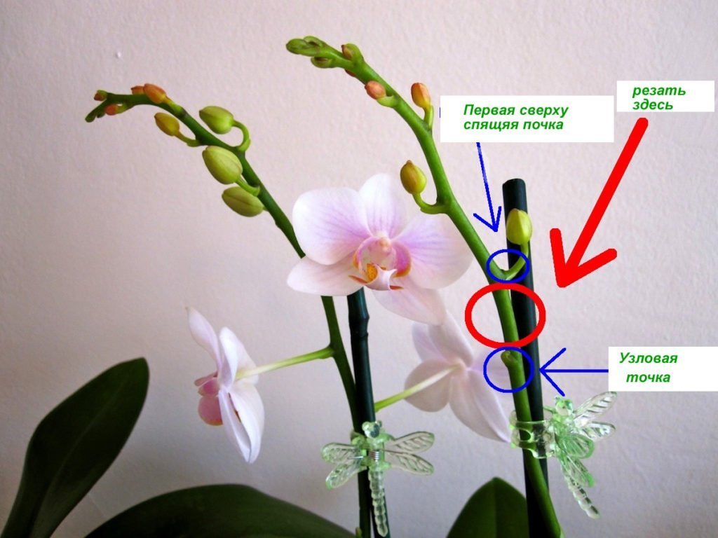 Обрезка стебля орхидеи