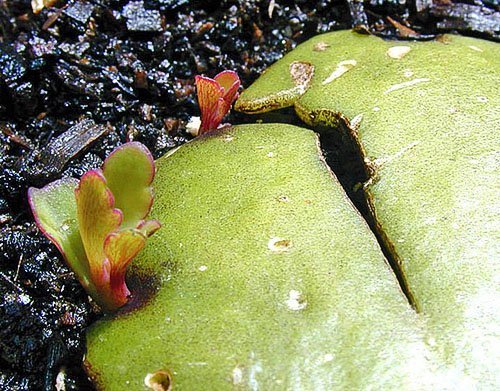 Размножение листовой пластиной