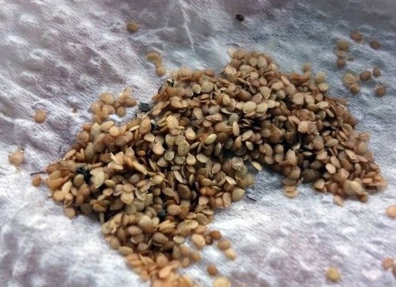 semena kartofelya 1