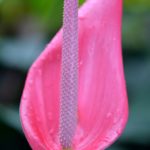 Tulip антуриум