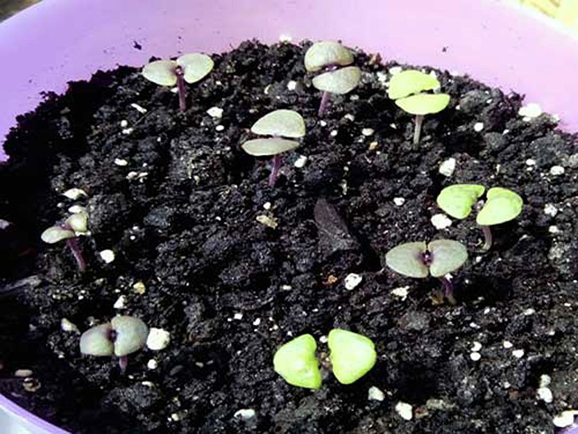 Когда сажать базилик на рассаду, особенности и сроки посадки, выращиваниеиз семян в домашних условиях