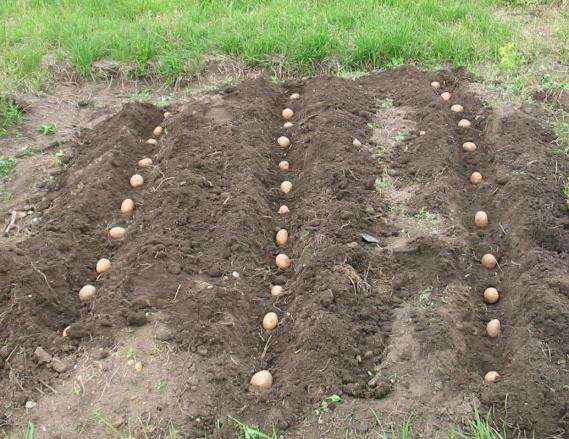 Посадить картошку в землю