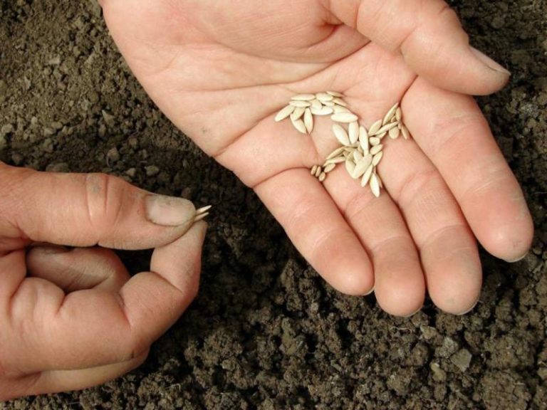 проращивание семян марихуаны в почве