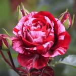 двухцветная роза