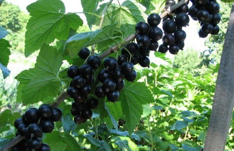 Уход за смородиной после сбора урожая — нюансы для чёрной и красной ягоды