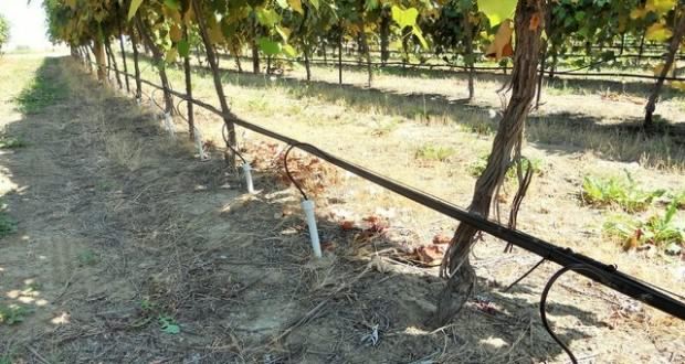 Дренажные трубы для подкормки виноградника