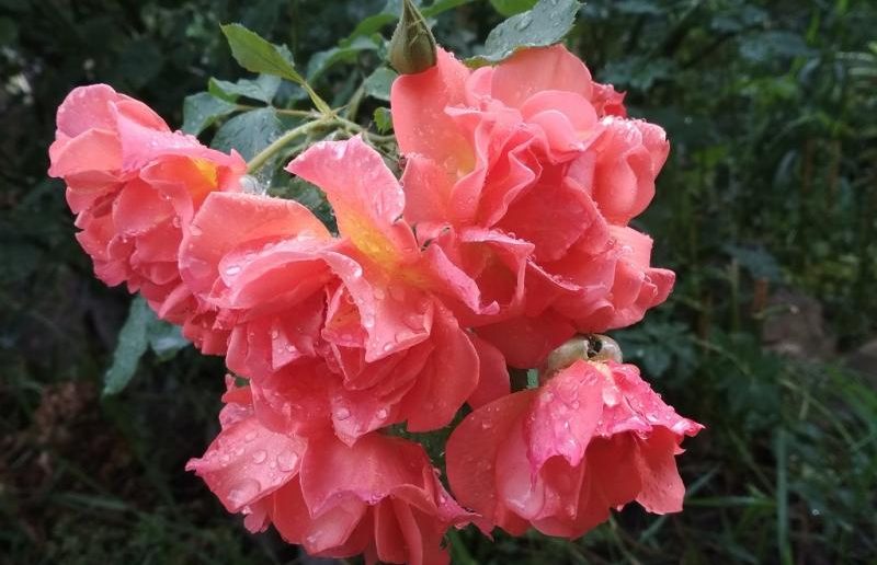 Летняя обрезка роз вызывает повторную волну великолепного цветения