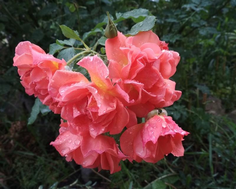 Как правильно обрезать розы летом после цветения: инструкция с фото ивидео, особенности для плетистых сортов