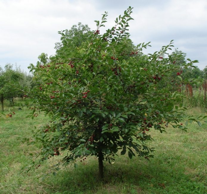 Молодое дерево вишни