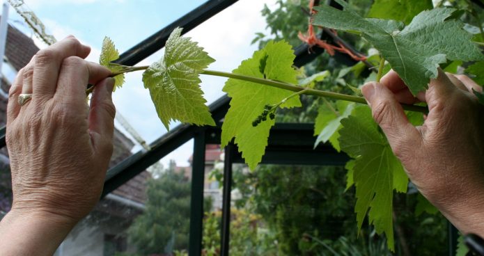 Обрезка винограда летом от ненужных побегов и после цветения: инструкции со схемами и видео