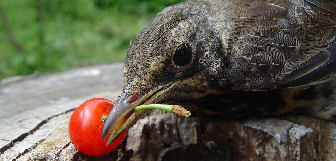 птица естт ягоду
